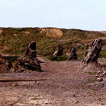 Foresta Fossile Dunarobba