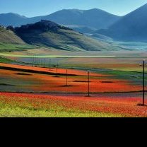 La Fioritura di Castelluccio di Norcia